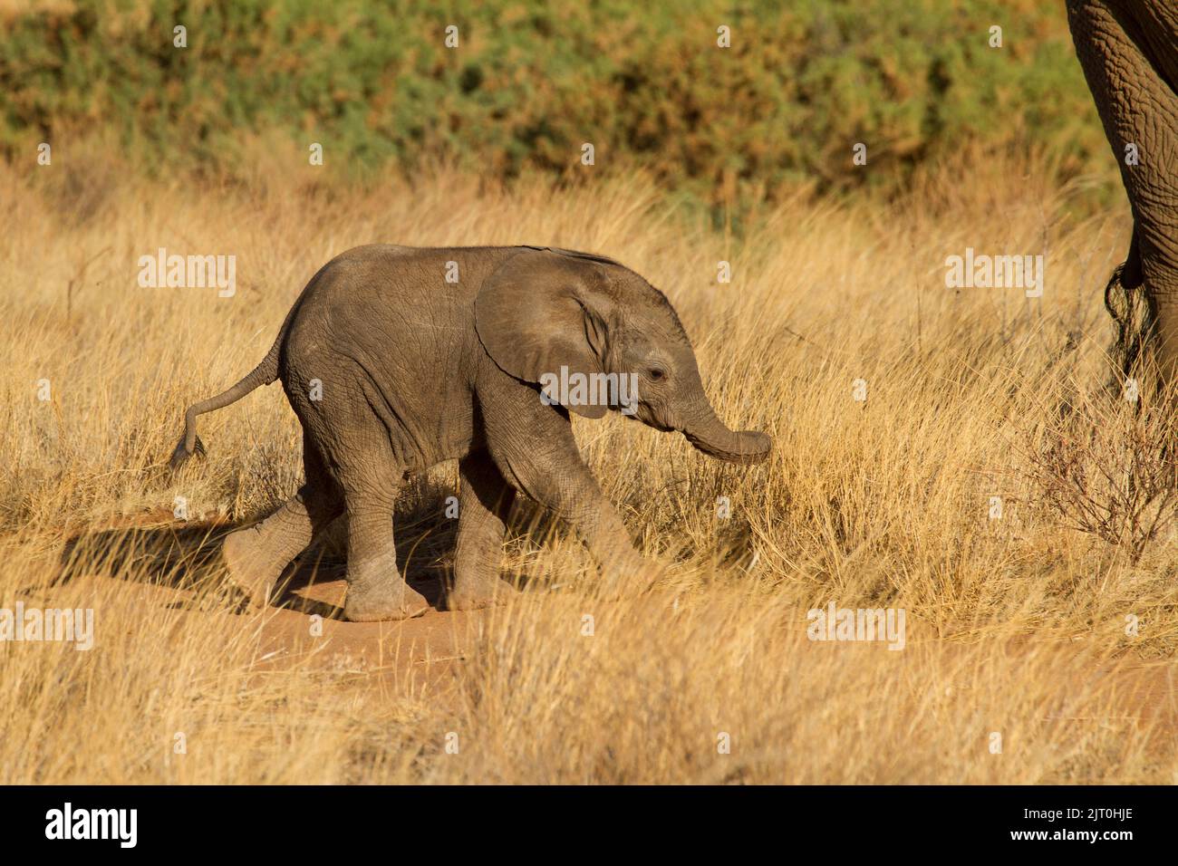 African Elephant (Loxodonta africana) calf Stock Photo
