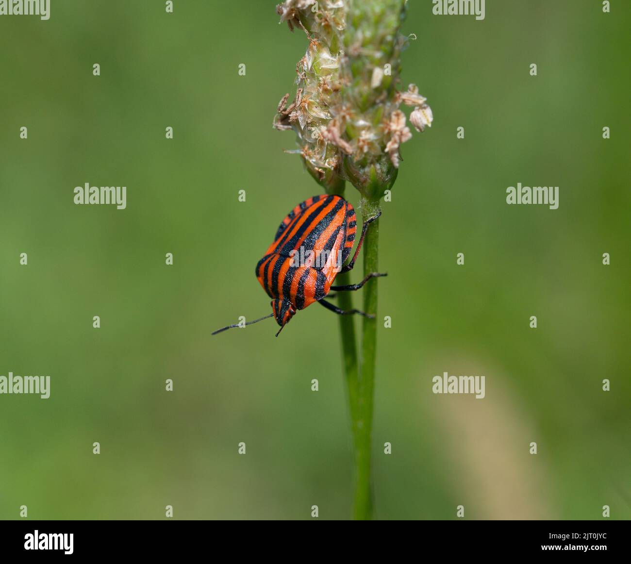 Macro of a striped bug in summer in Italy Stock Photo