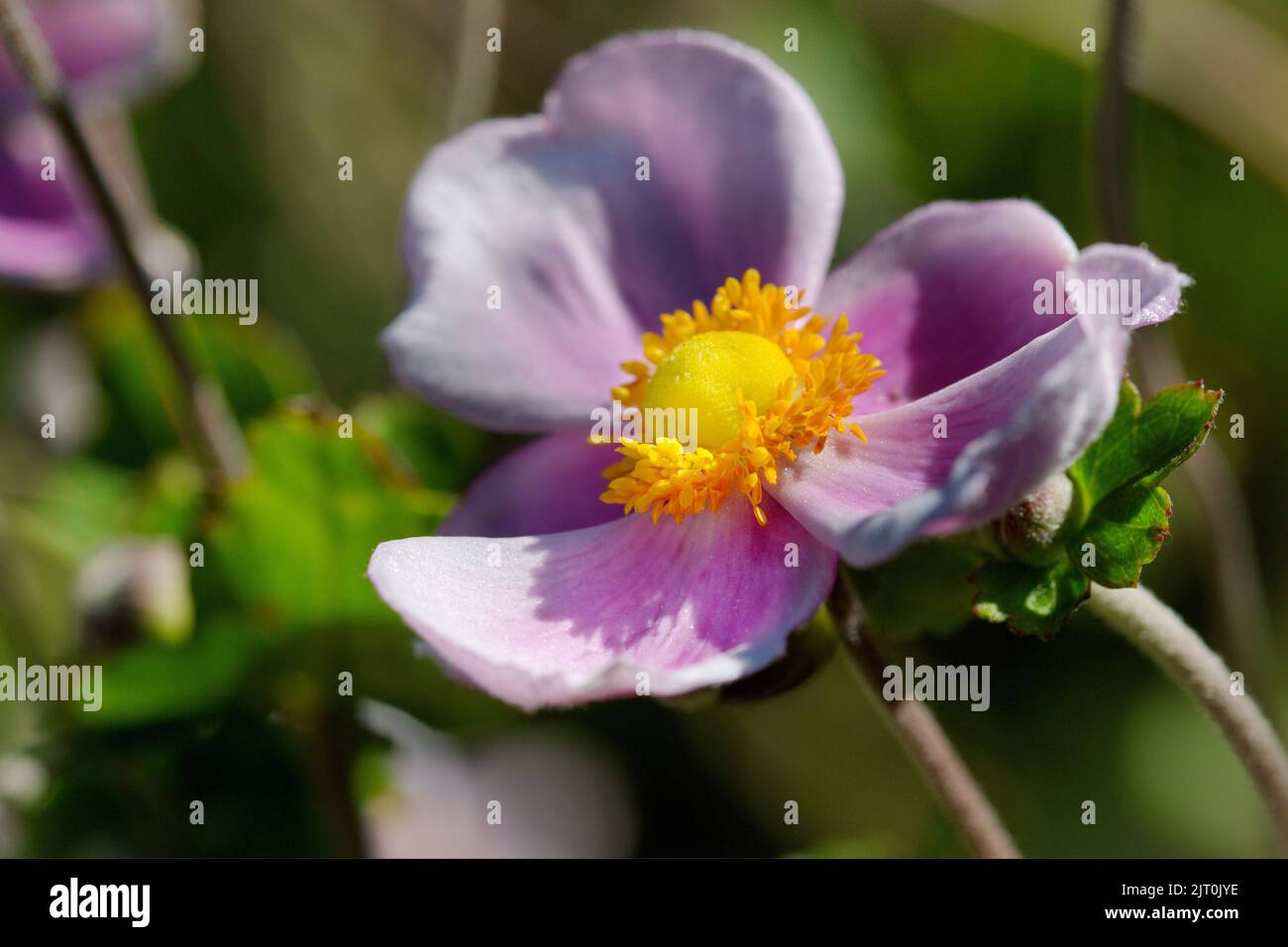 Macro of a autumn anemone in summer in Italy Stock Photo