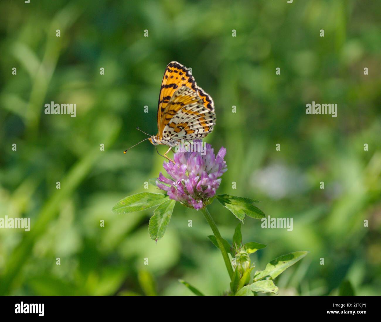 Butterfly on a flower in summer in Italy Stock Photo