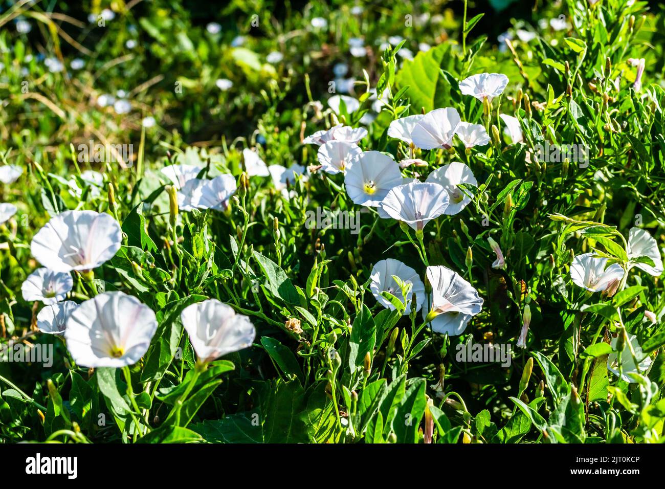 Flowers of field bindweed Convolvulus arvensis create unique natural