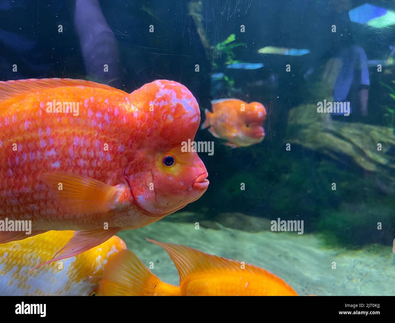 Colorful midas cichlids swim behind glass in an aquarium Stock Photo