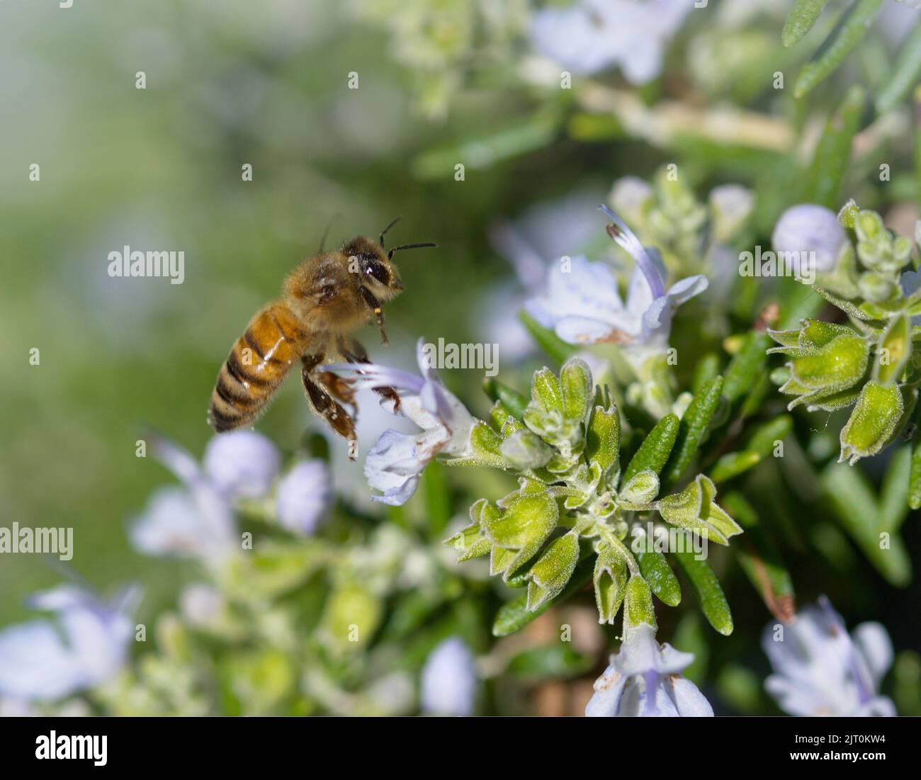 Honey bee at work on a rosmary blossom Stock Photo