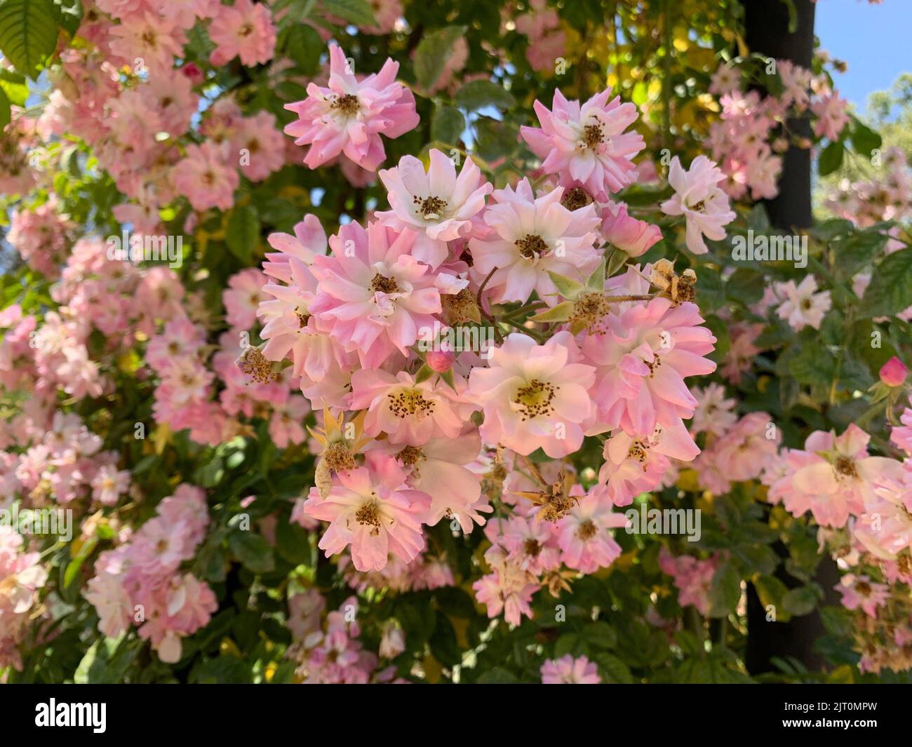 A closeup of clair matin roses Stock Photo