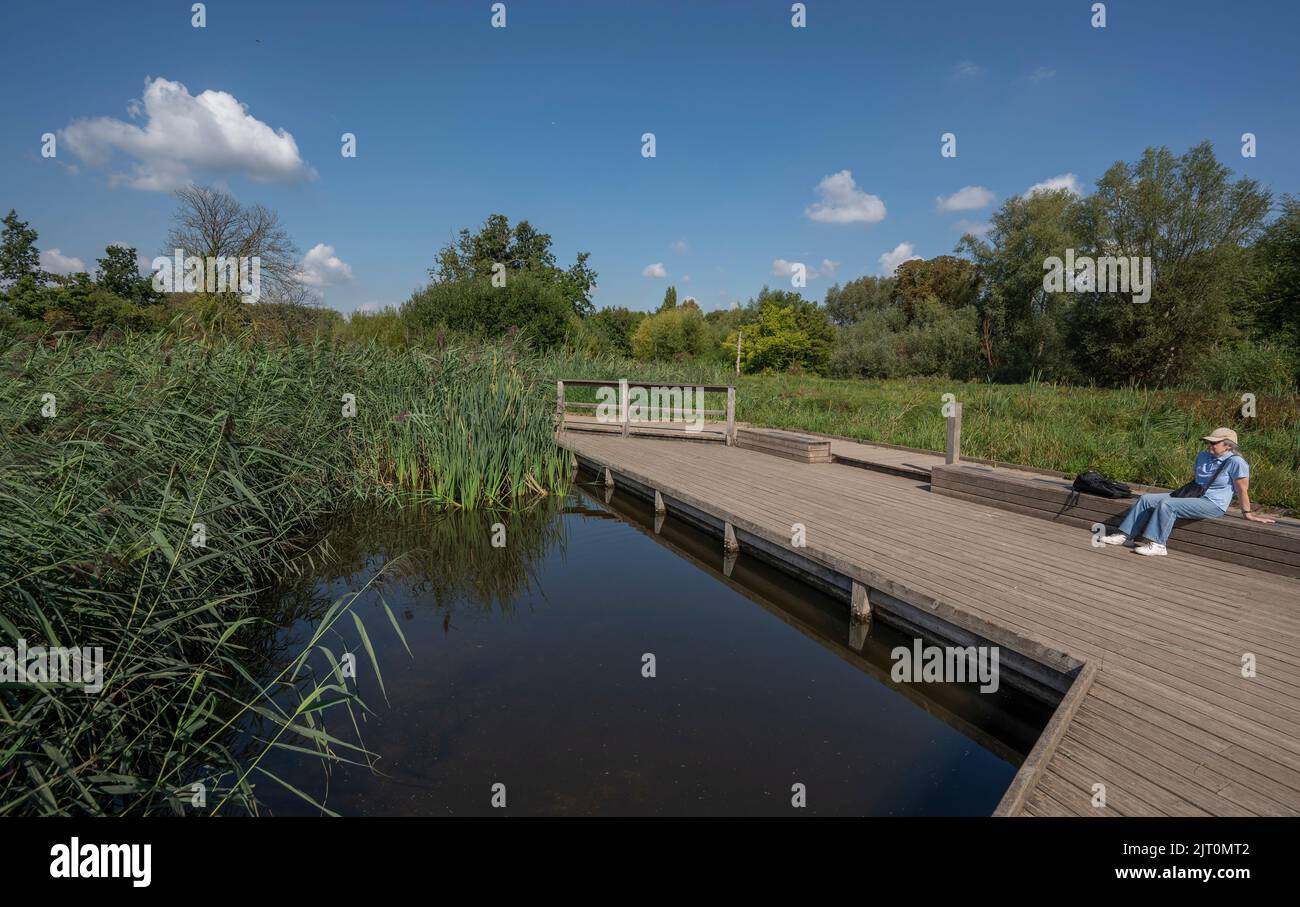 Morden Hall Park, London, UK. 27 August 2022. During the heatwave and drought Morden Hall Park has remained a tranquil and green woodland area on the banks of the free flowing River Wandle in the south west London suburbs. Image: a boardwalk allows visitors to explore the wetland area, extensively planted with large rushes. Credit: Malcolm Park/Alamy Live News Stock Photo