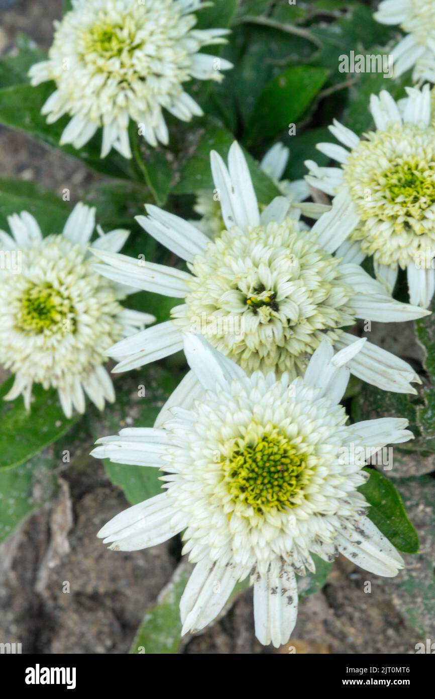 Echinacea 'Delicious Nougat', Flower White Echinaceas, Creamy white coneflower with a yellow-green center Stock Photo