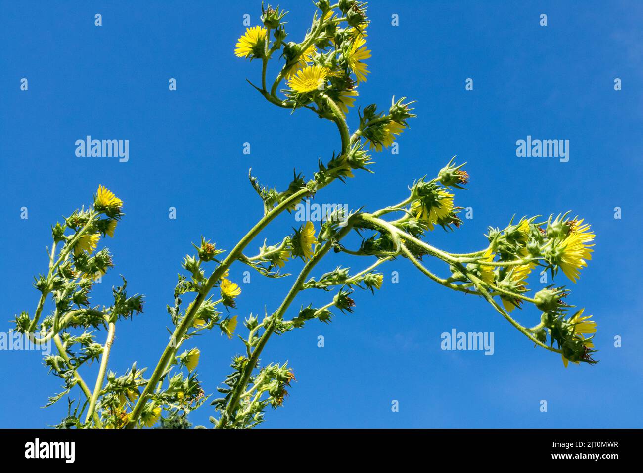 Silphium laciniatum. Compass Plant flowers on long stems Tall plant North American native, hardy prairie plant suitable for dominance in a garden Stock Photo