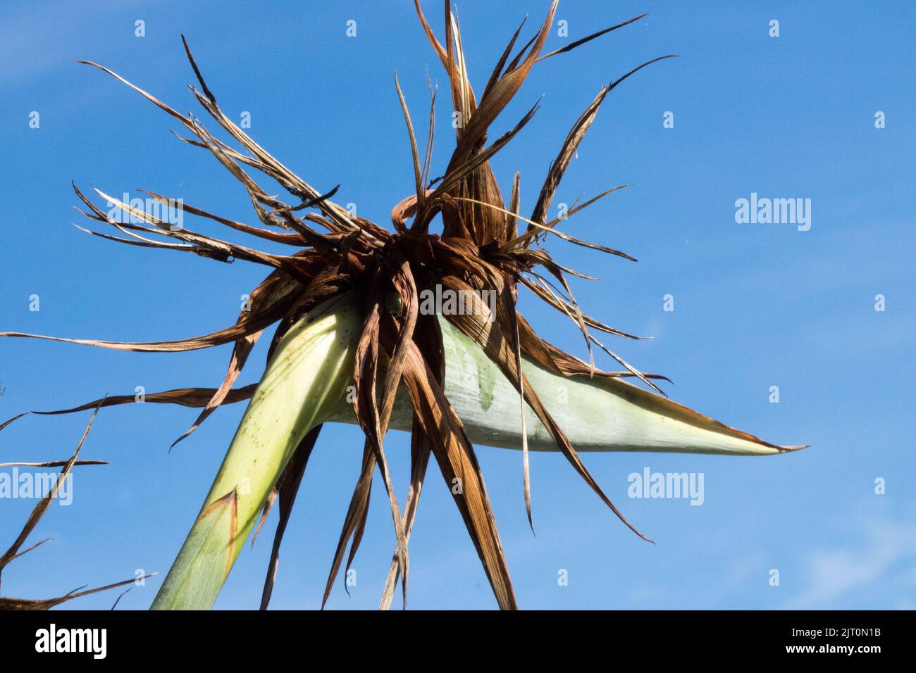 Growing strelitzia hi-res stock photography and images - Alamy