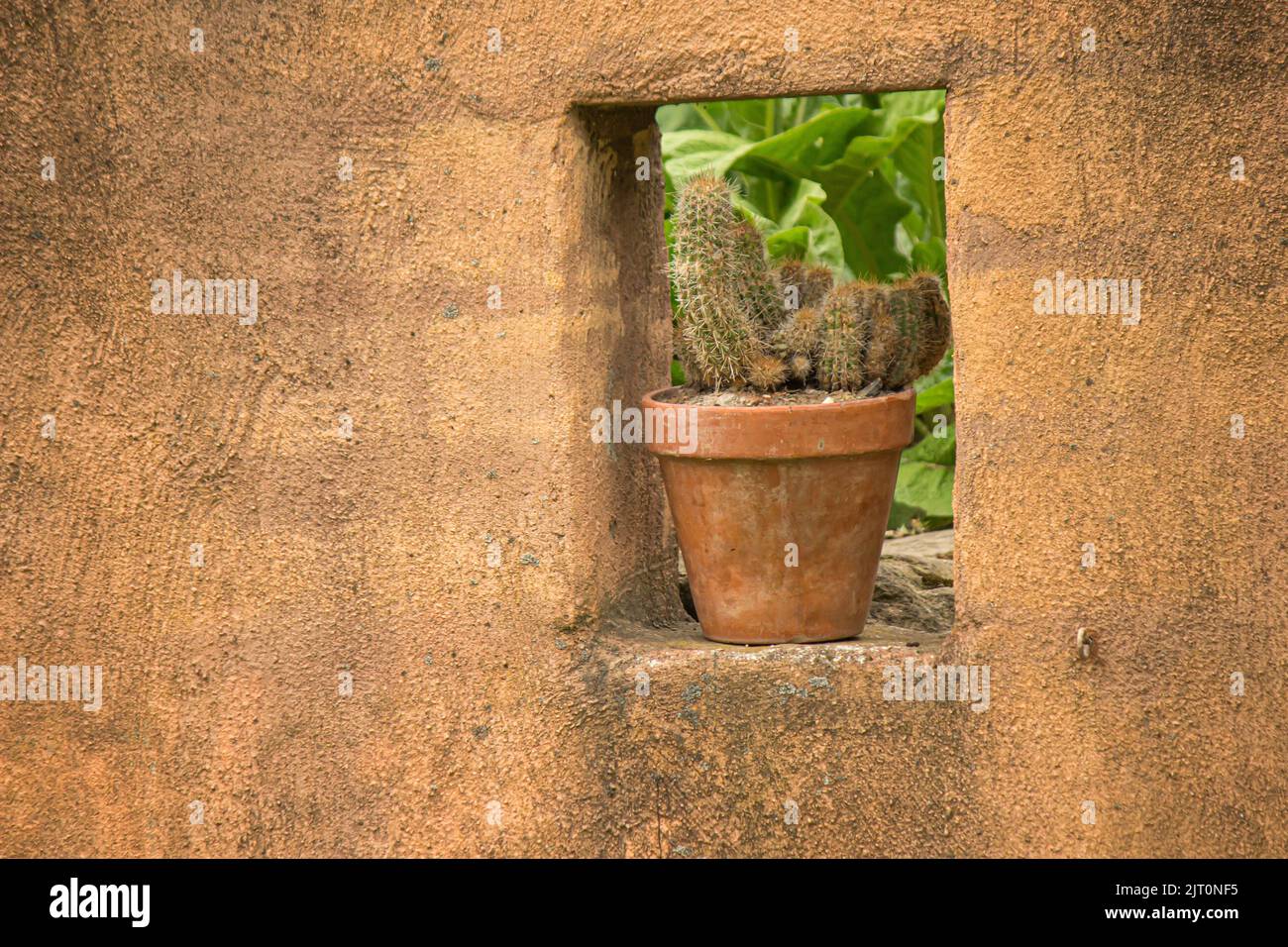 Cactus pot wall hi-res stock photography and images - Alamy
