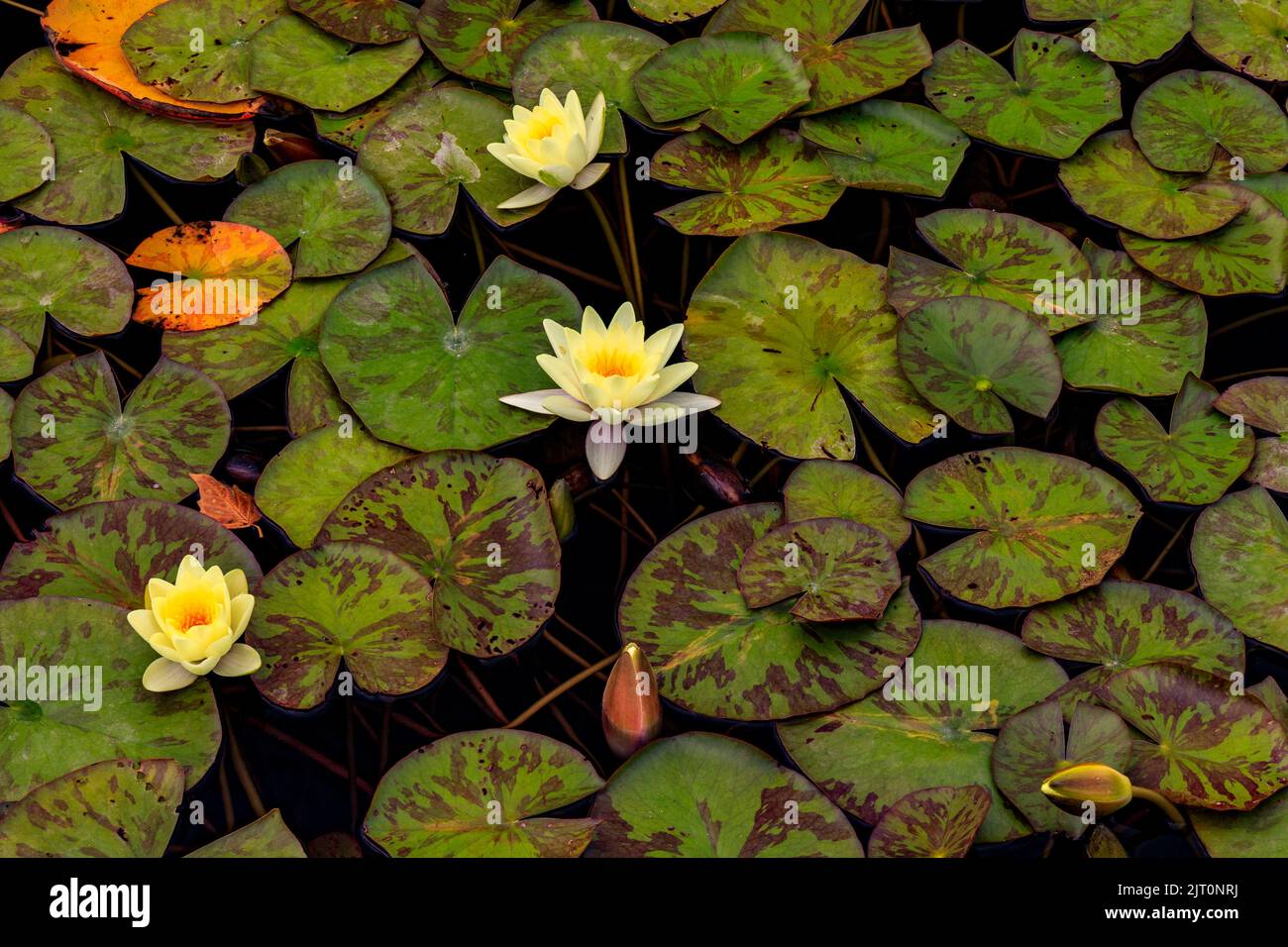 Colourful water lilies (Nymphaeaceae sp.) in a pond at the newly restored 'The Newt in Somerset' garden and hotel, nr Bruton, England, UK Stock Photo