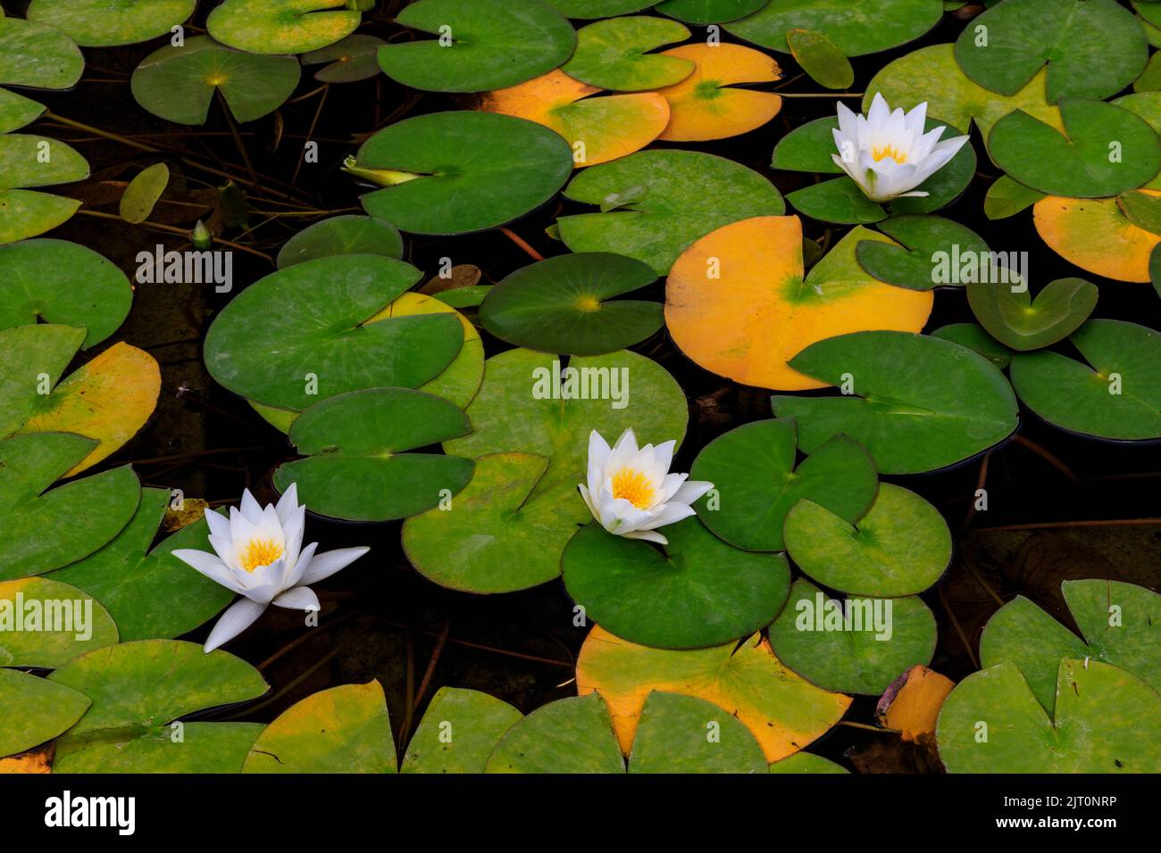 Colourful water lilies (Nymphaeaceae sp.) in a pond at the newly restored 'The Newt in Somerset' garden and hotel, nr Bruton, England, UK Stock Photo