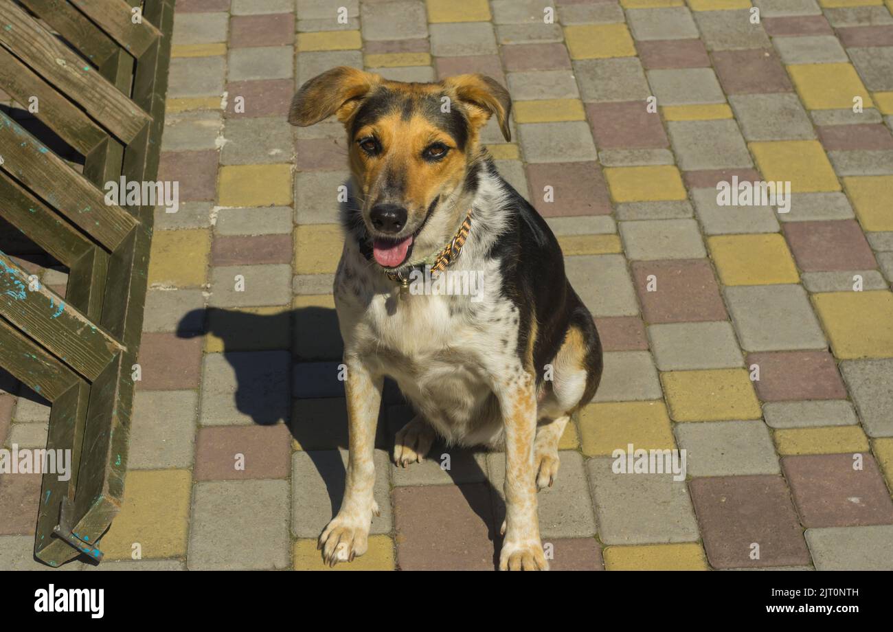 Nice portrait of mixed breed female  three colored dog sitting on pamenmet and lookinh up Stock Photo
