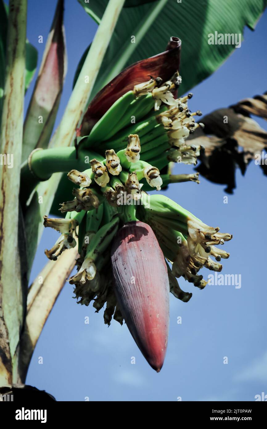 A vertical shot of a banana flower on a tree Stock Photo