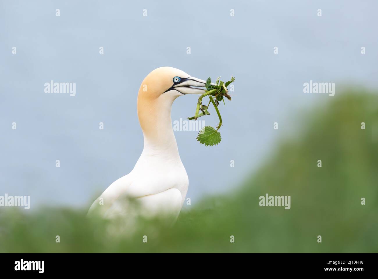 Close up of a Northern gannet (Morus bassana) with nesting material in the beak, Bempton cliffs, UK. Stock Photo