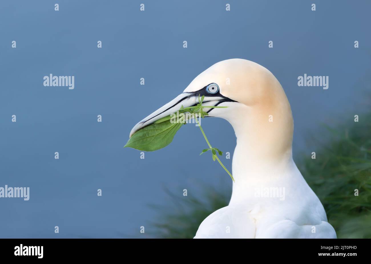 Close up of a Northern gannet (Morus bassana) with nesting material in the beak, Bempton cliffs, UK Stock Photo