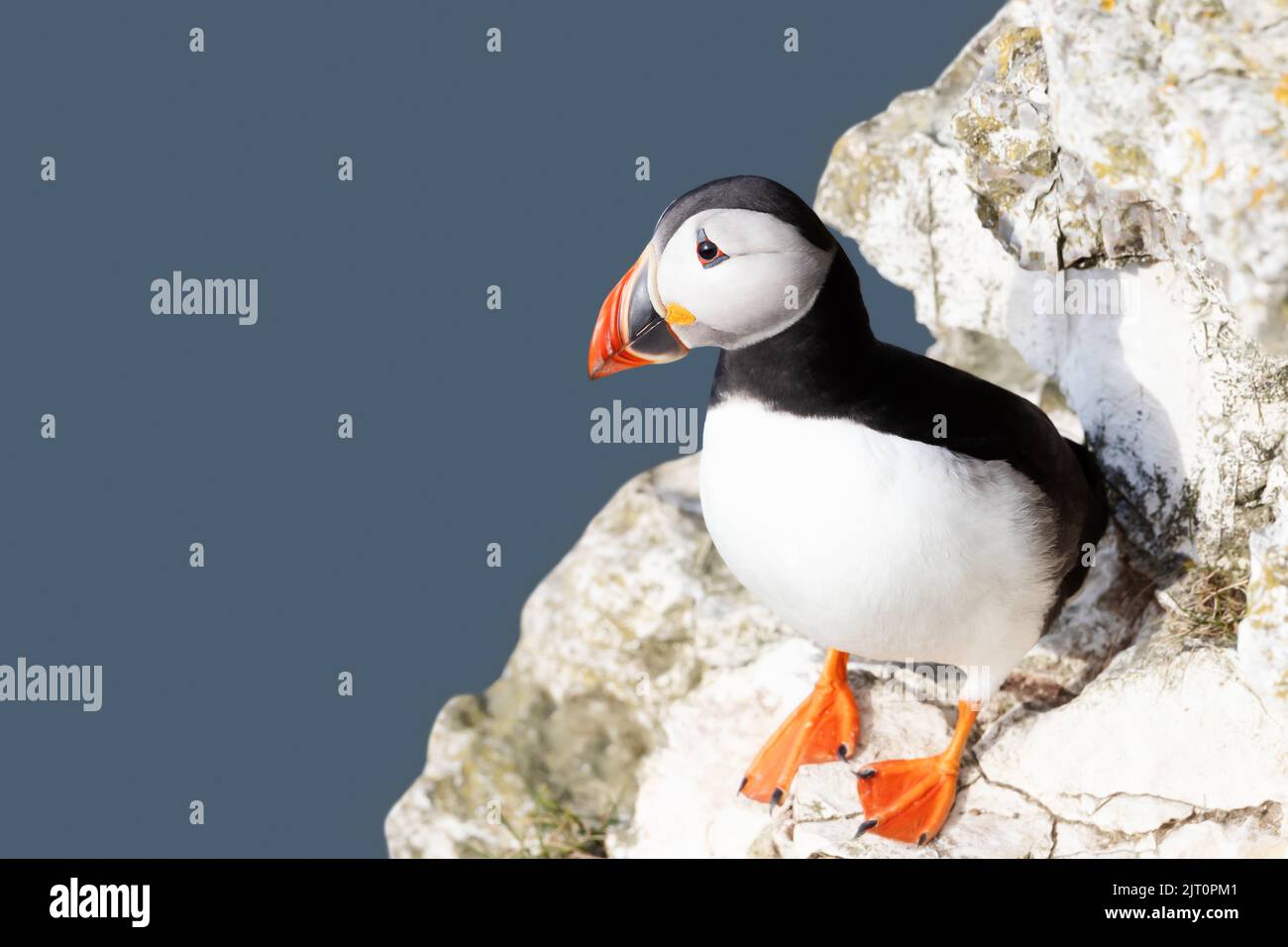 Close up of Atlantic puffin perched on a cliff edge, Bempton cliffs, UK. Stock Photo