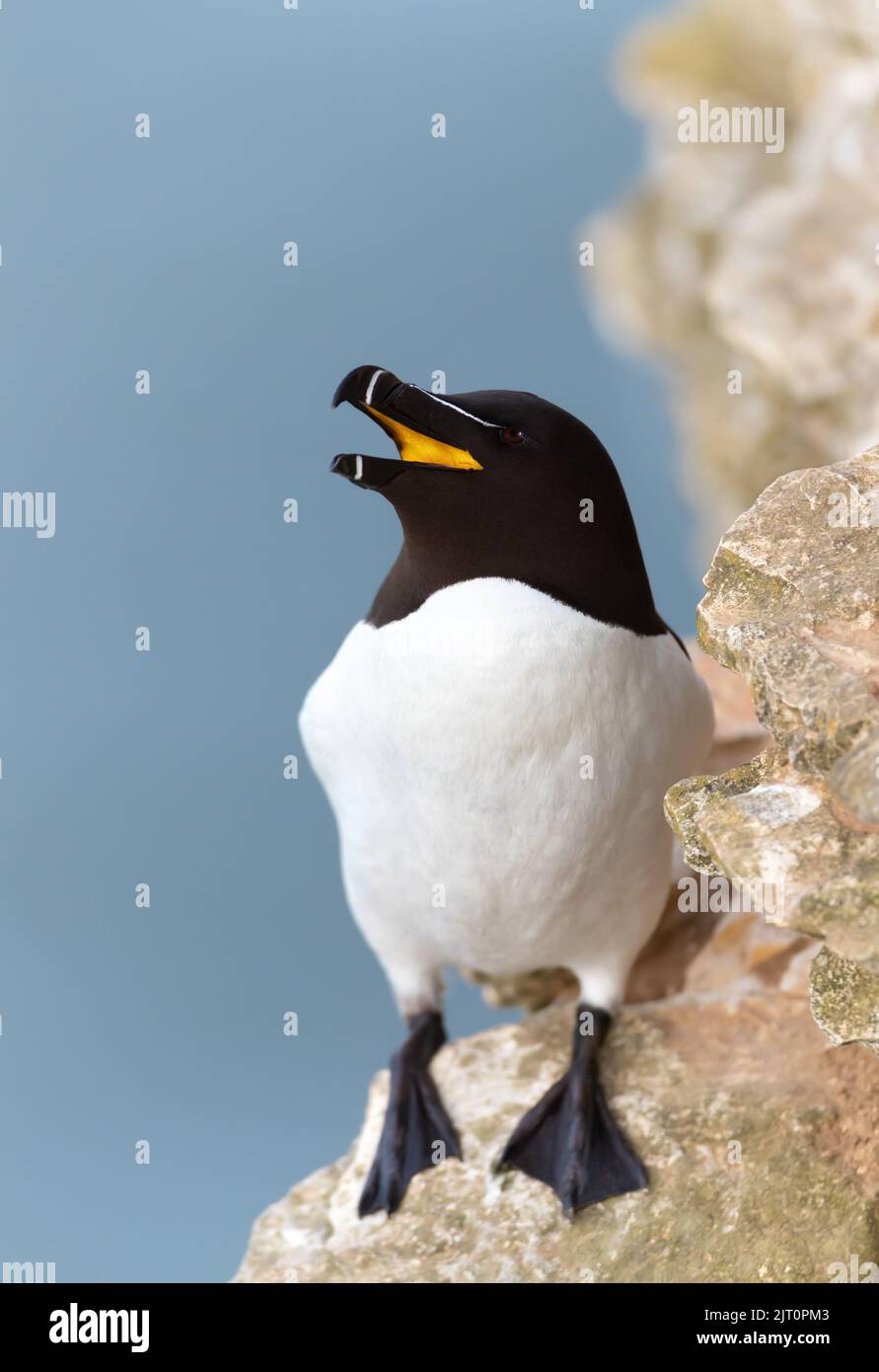 Close up of a Razorbill with an open beak on the cliff edge against blue background, Bempton, UK. Stock Photo
