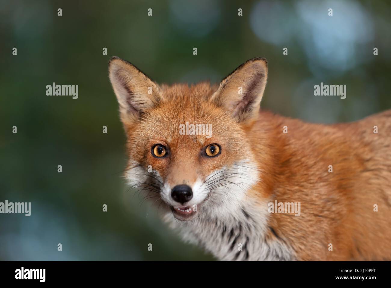 Portrait of a Red fox (Vulpes vulpes), UK. Stock Photo