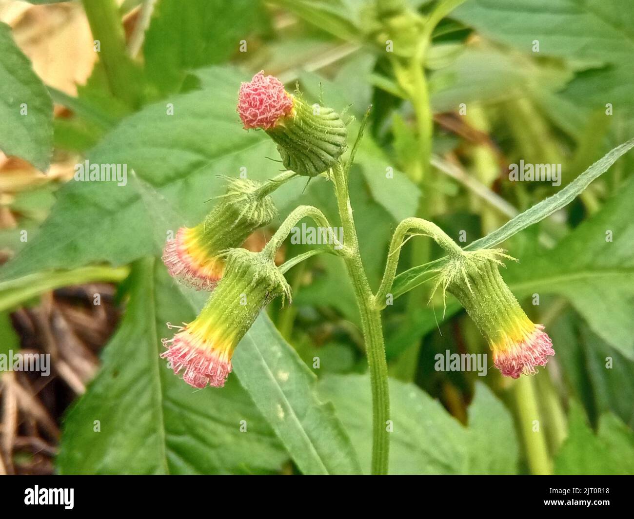 A closeup of an ebolo (Crassocephalum crepidioides) flower growing with green leaves Stock Photo