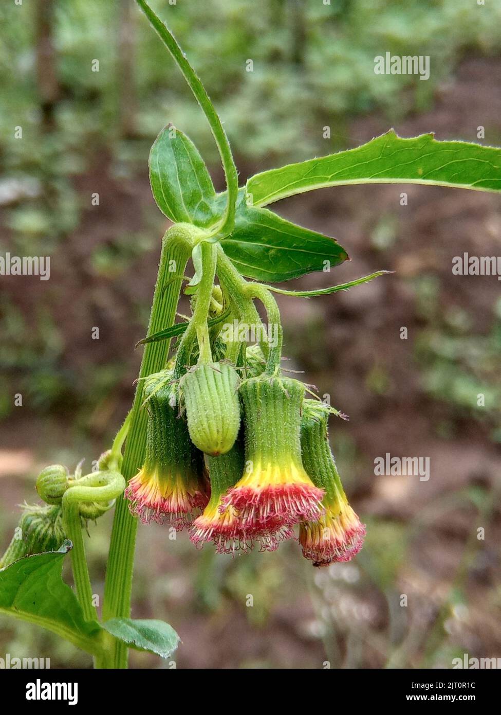 A vertical closeup of an ebolo (Crassocephalum crepidioides) flower growing with green leaves Stock Photo
