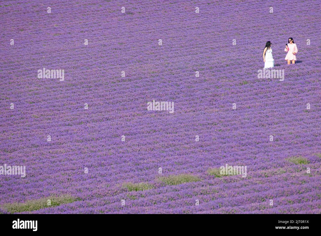 Two girls enjoy the fields of lavender in summer in Kent Stock Photo