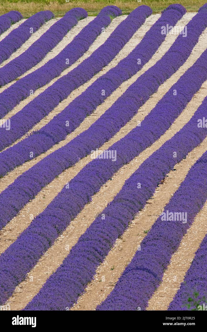 Symmetry in a field of lavender in Kent, awaiting harvest Stock Photo