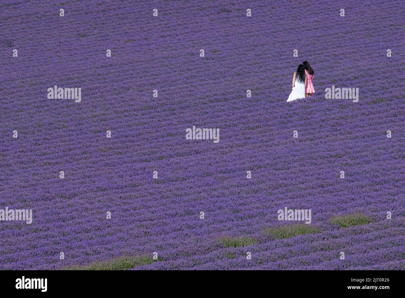 Two girls enjoy the fields of lavender in summer in Kent Stock Photo