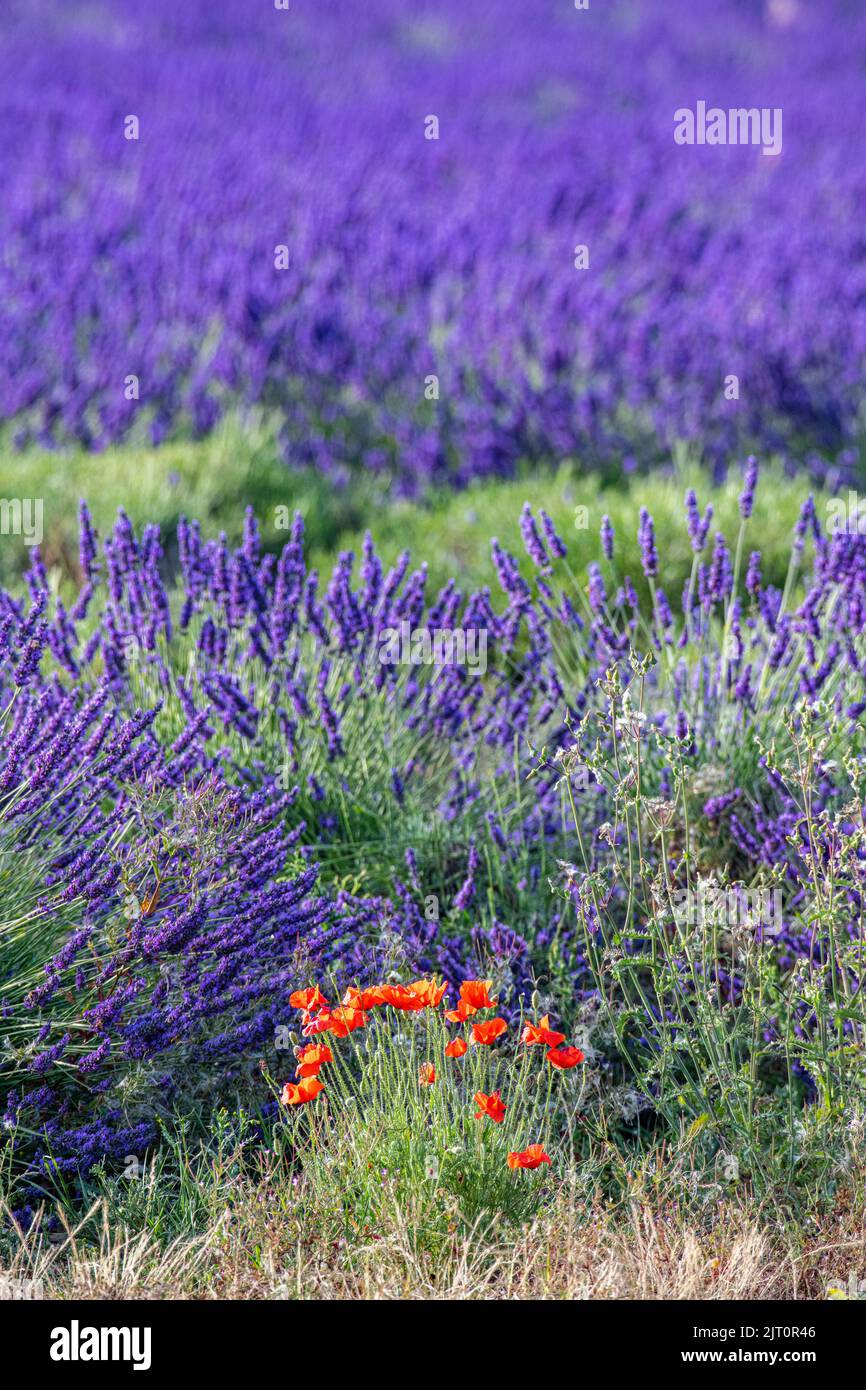 Some wild poppies in amongst fields of lavender in Kent, awaiting harvest Stock Photo