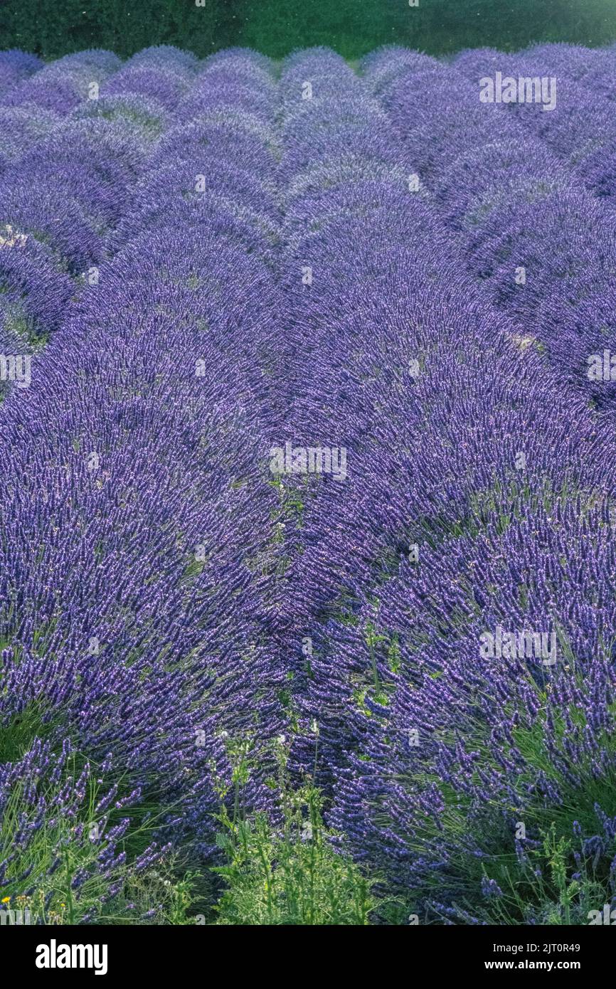 Fields of lavender in Kent, awaiting harvest Stock Photo