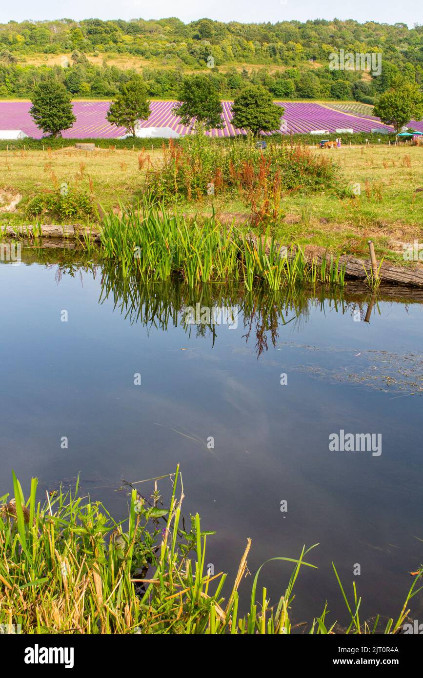 The River Darent in Kent flows past fields of lavender in the summer Stock Photo