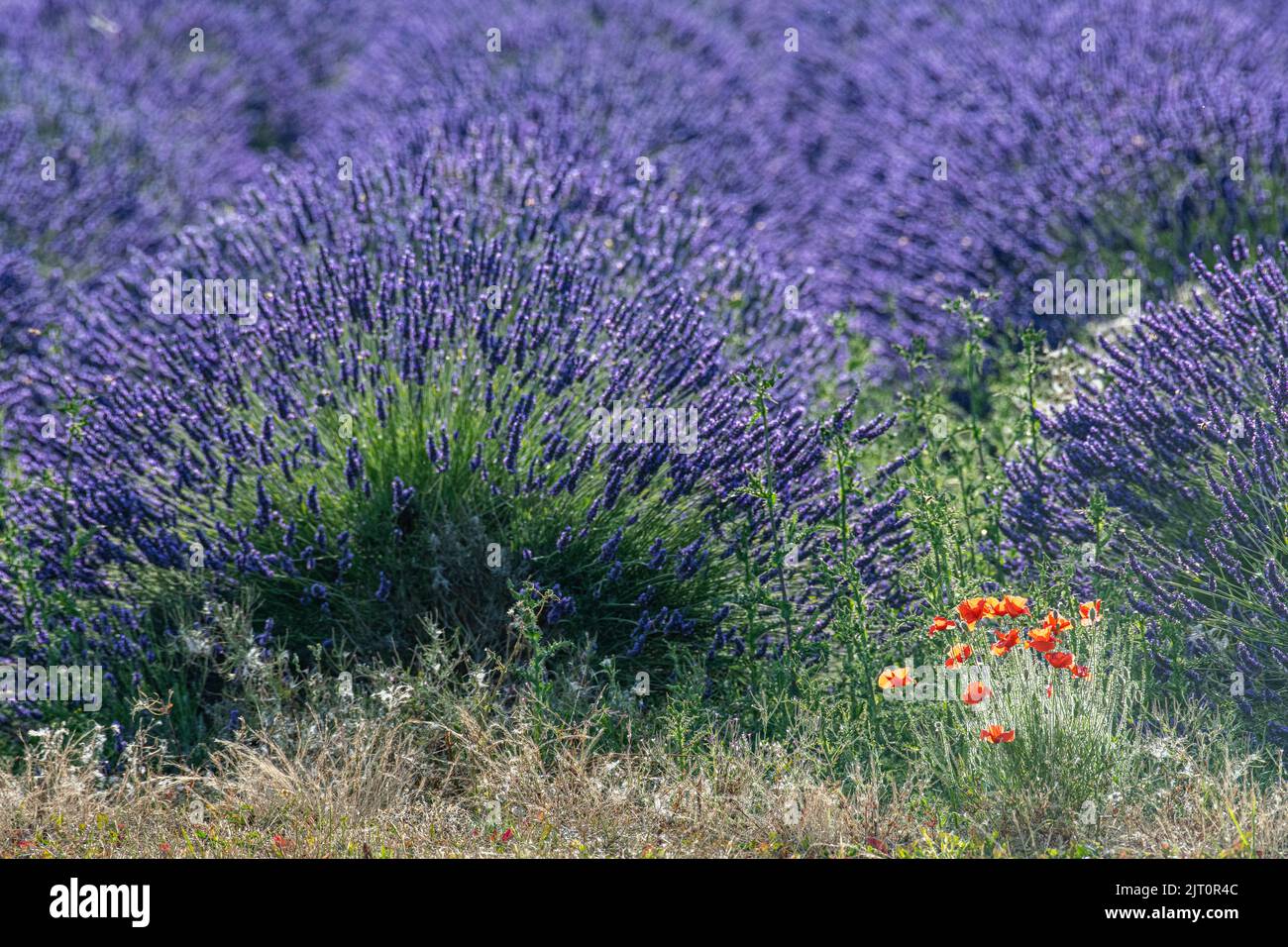 Some wild poppies in amongst fields of lavender in Kent, awaiting harvest Stock Photo