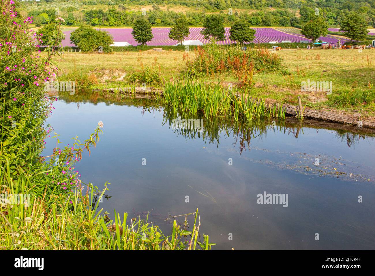 The River Darent in Kent flows past fields of lavender in the summer Stock Photo