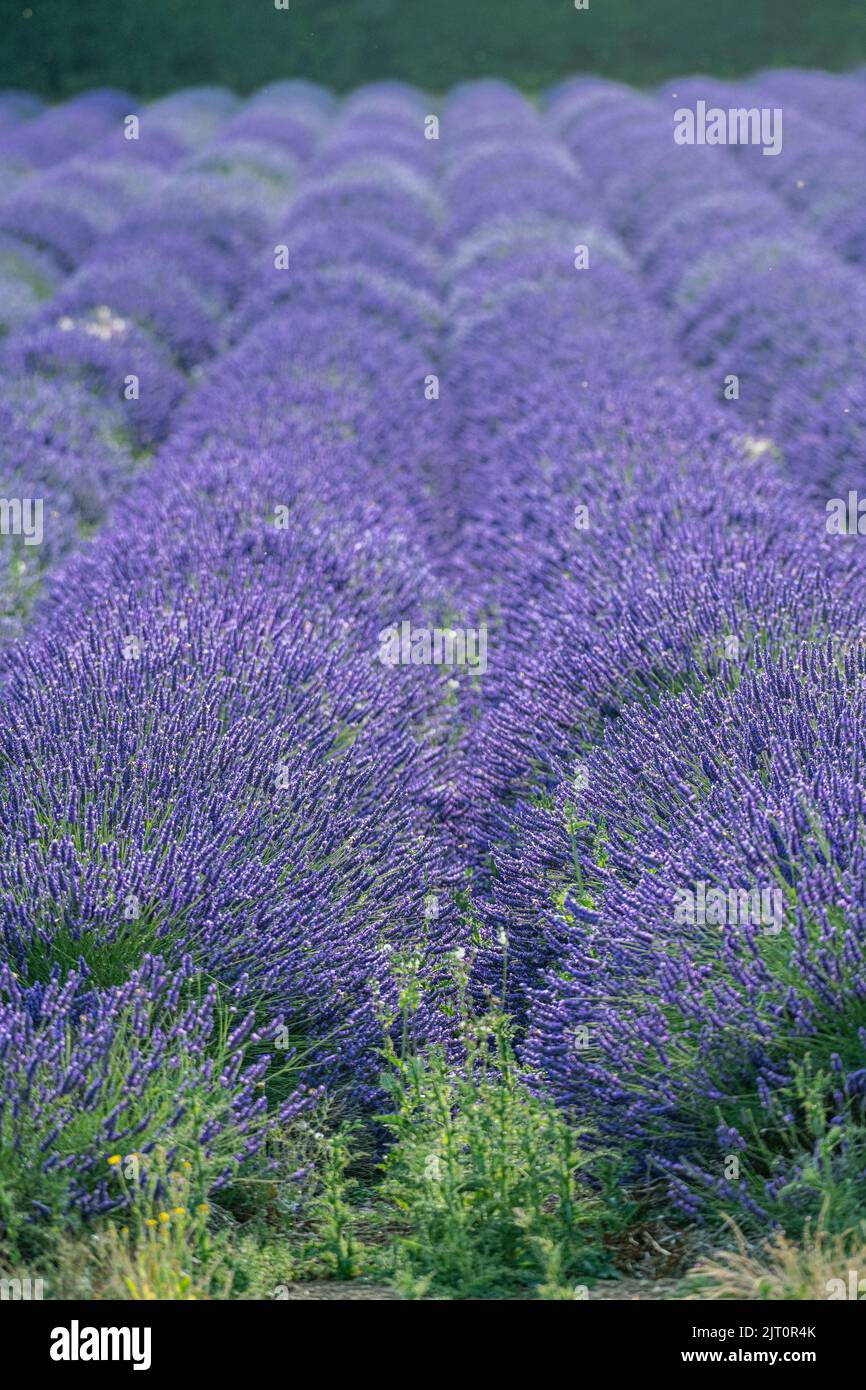 Fields of lavender in Kent, awaiting harvest Stock Photo
