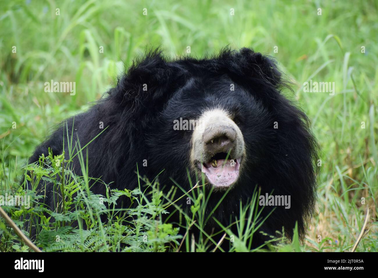 Black Bear Weaponry