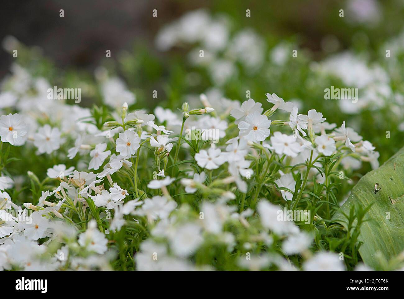 A closeup of white Phlox douglasii flowers growing in a shrub Stock Photo