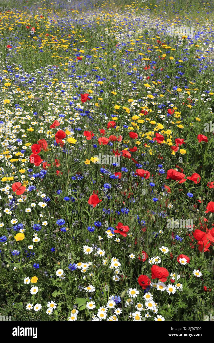Wild flower meadows, Manor Park, Whittlesey town, Cambridgeshire