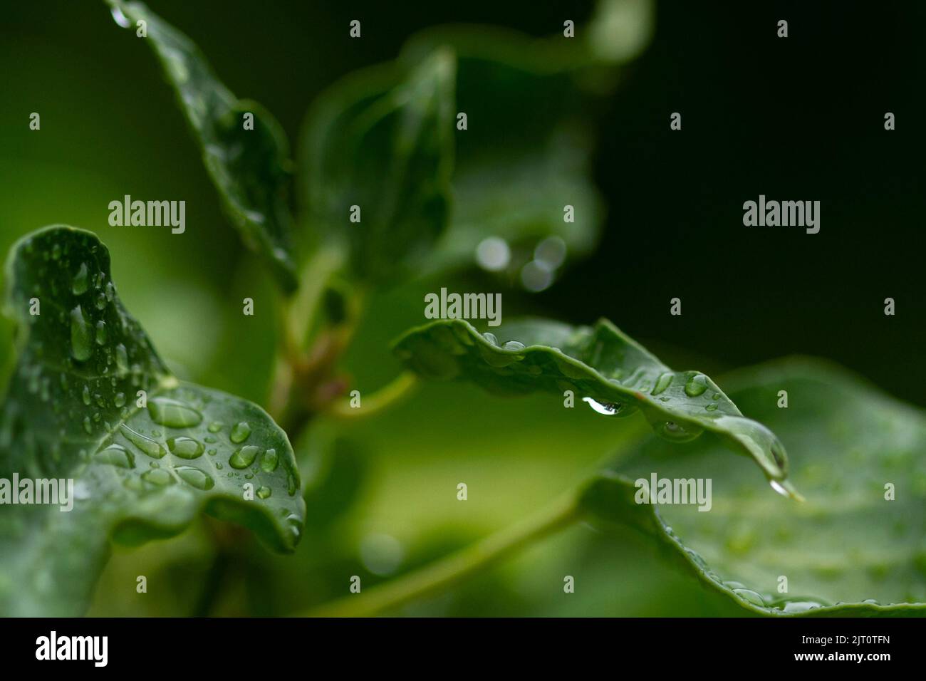 garden Stock Photo