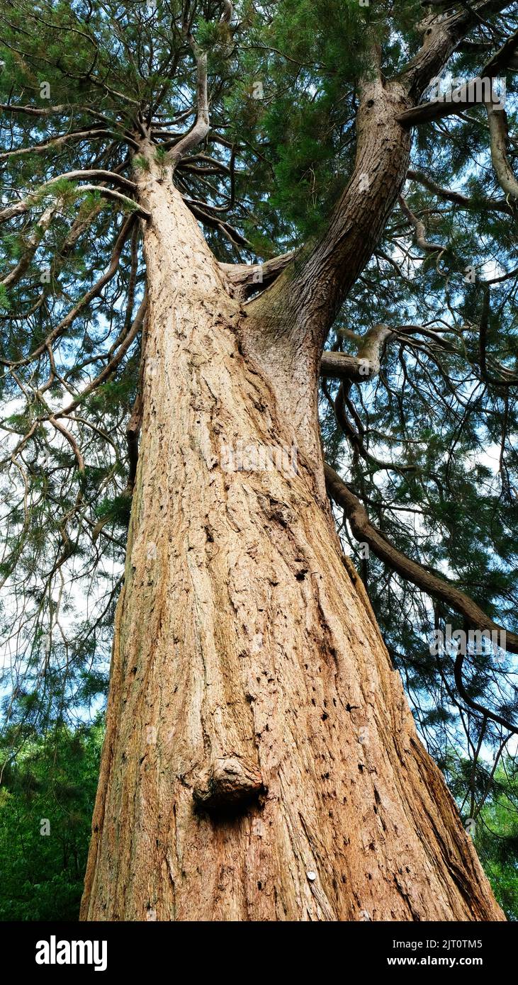 Giant trees looking up canopy hi-res stock photography and images - Alamy