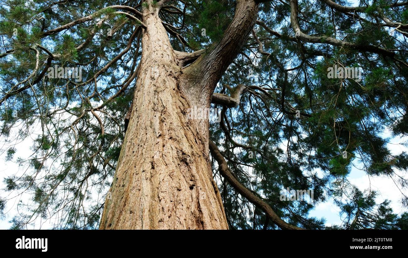 Giant trees looking up canopy hi-res stock photography and images - Alamy