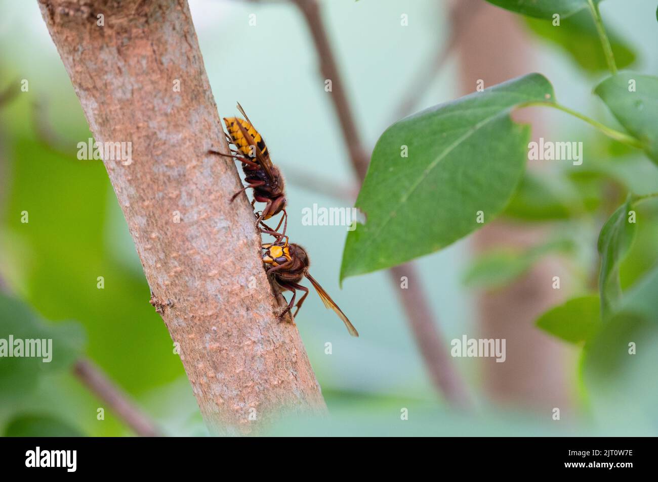 European eating and foraging bark and sap of Lilac branch Stock