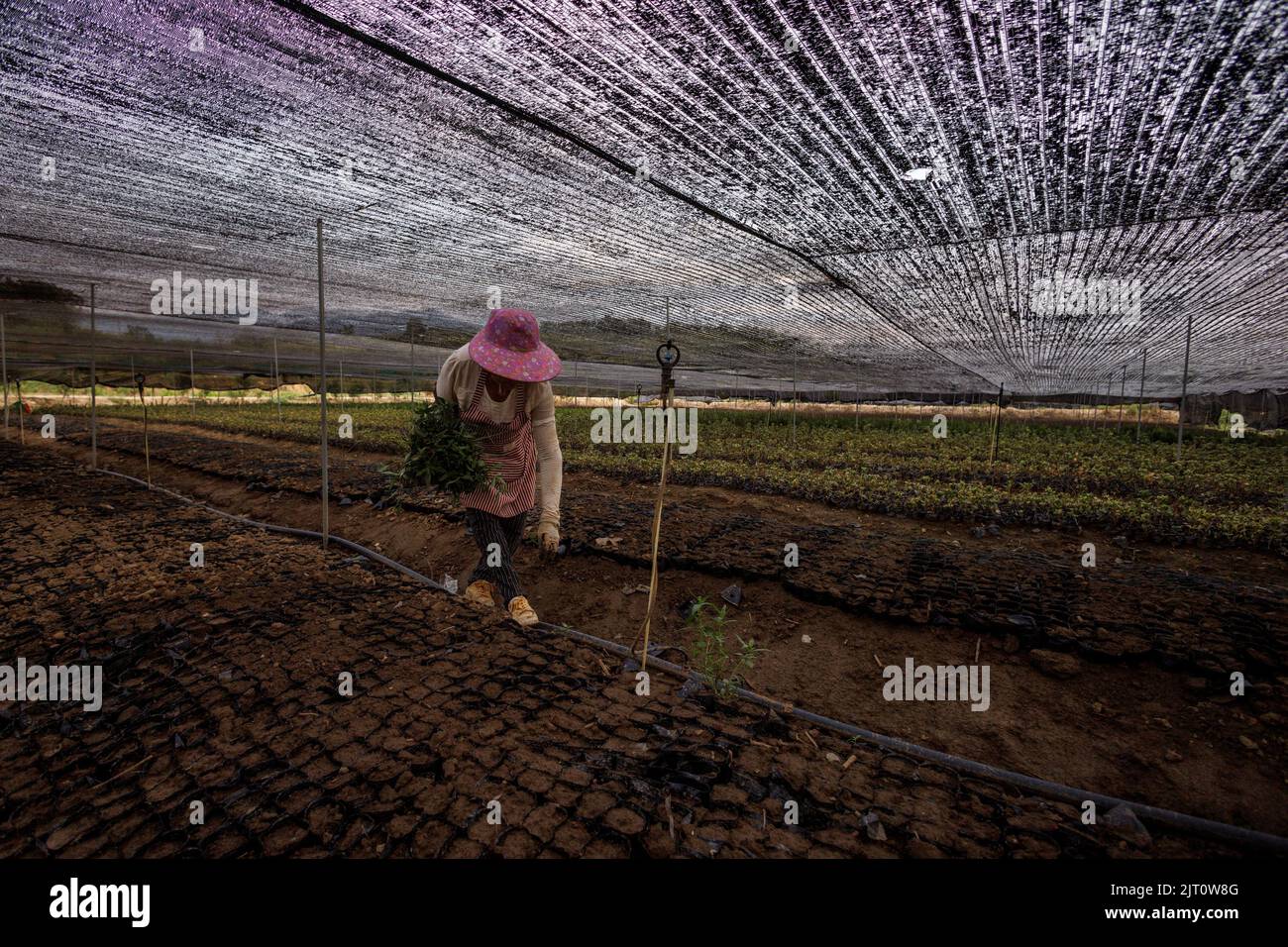 A woman picks weeds from a field that is covered by a net to protect the crops from direct sunlight as the region experiences a drought outside Jiujiang city, Jiangxi province, China, August 27, 2022.  REUTERS/Thomas Peter     TPX IMAGES OF THE DAY Stock Photo