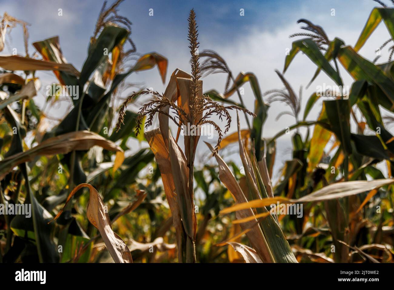 Parched corn plants stand in a field as the region experiences a drought outside Jiujiang city, Jiangxi province, China, August 27, 2022.  REUTERS/Thomas Peter Stock Photo