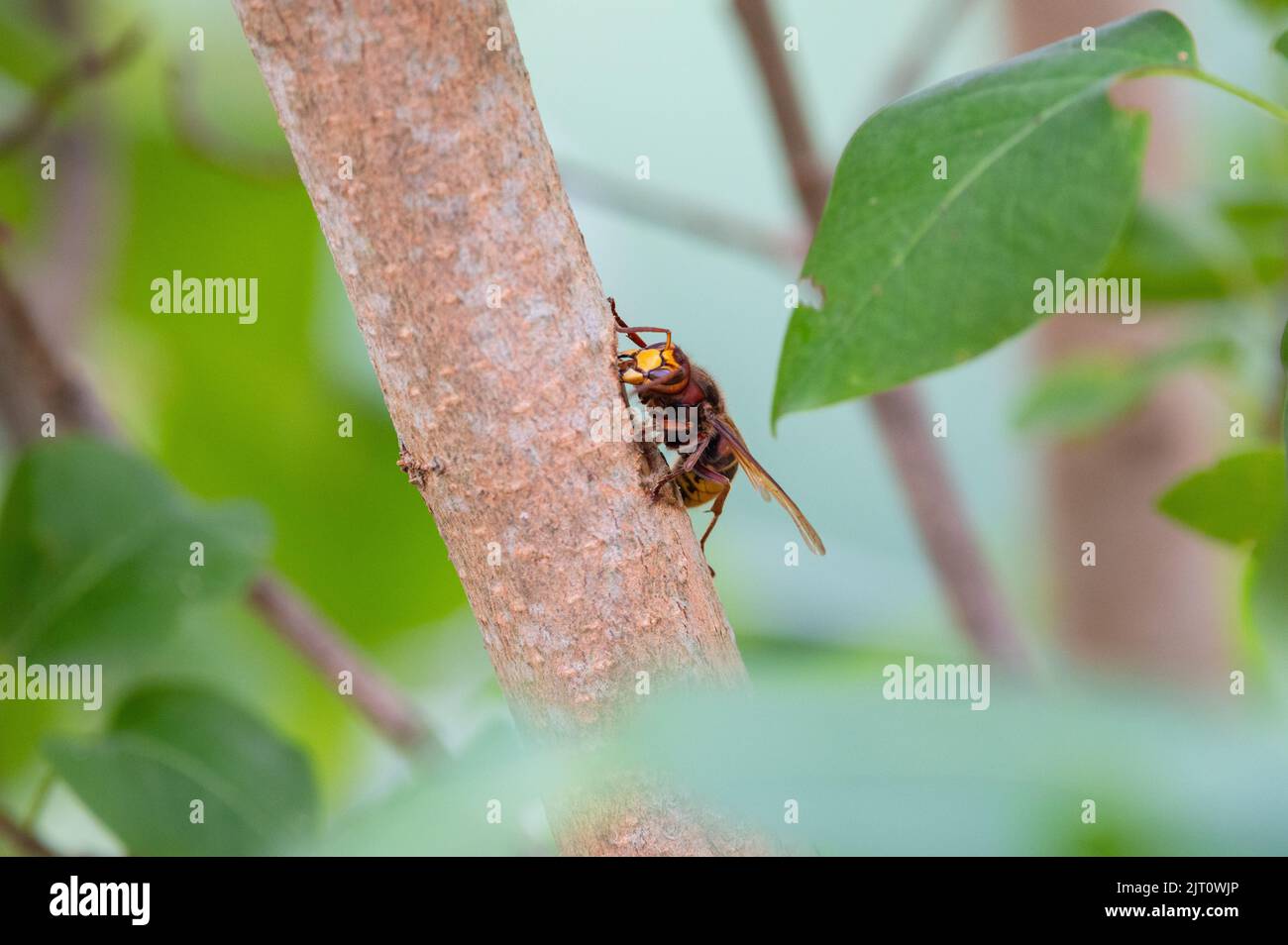 European eating and foraging bark and sap of Lilac branch Stock