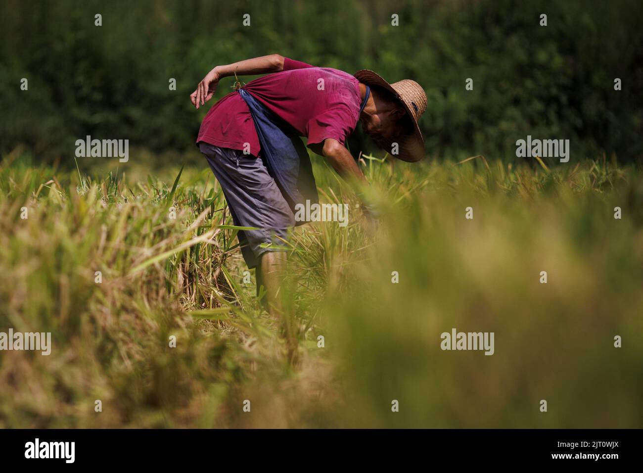 A farmer picks ears of rice left over by a paddy harvester as the region experiences a drought outside Jiujiang city, Jiangxi province, China, August 27, 2022.  REUTERS/Thomas Peter Stock Photo