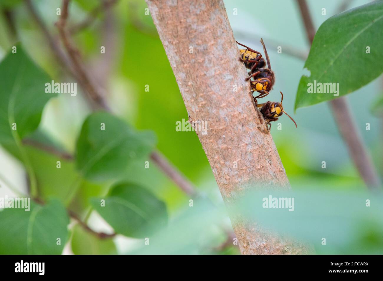 European eating and foraging bark and sap of Lilac branch Stock