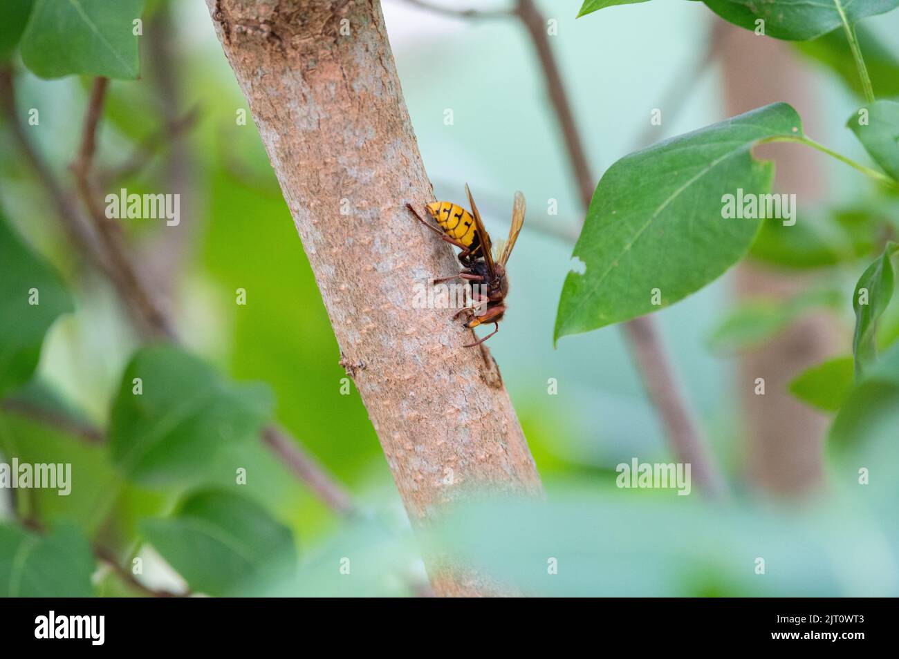 eating lilac hires stock photography and images Alamy