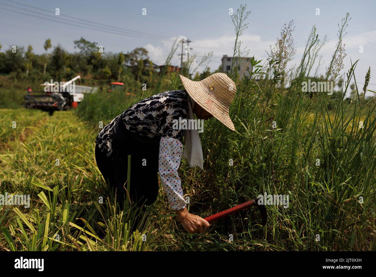 A farmer picks ears of rice left over by a paddy harvester as the region experiences a drought outside Jiujiang city, Jiangxi province, China, August 27, 2022.  REUTERS/Thomas Peter Stock Photo