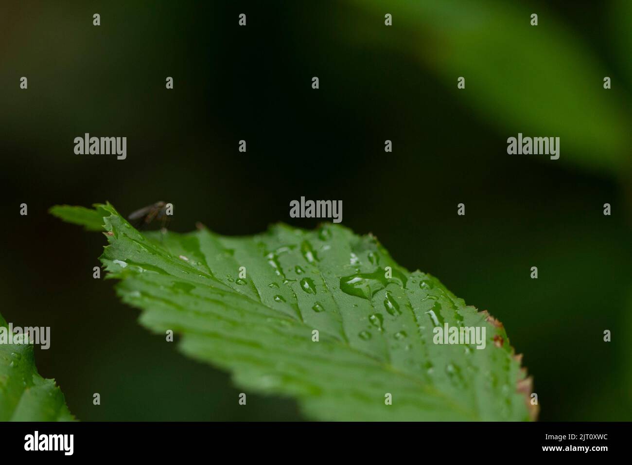 garden Stock Photo