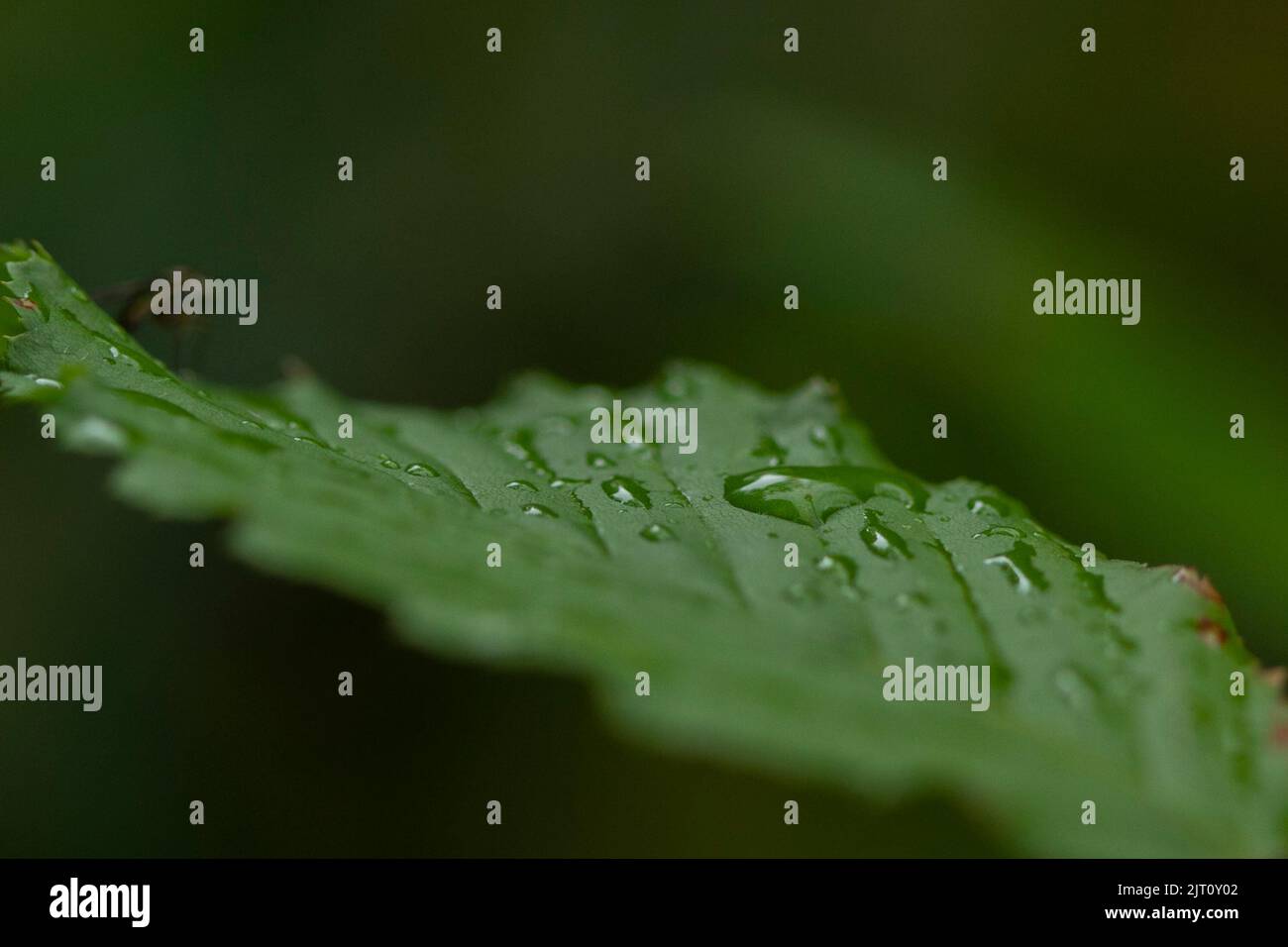garden Stock Photo