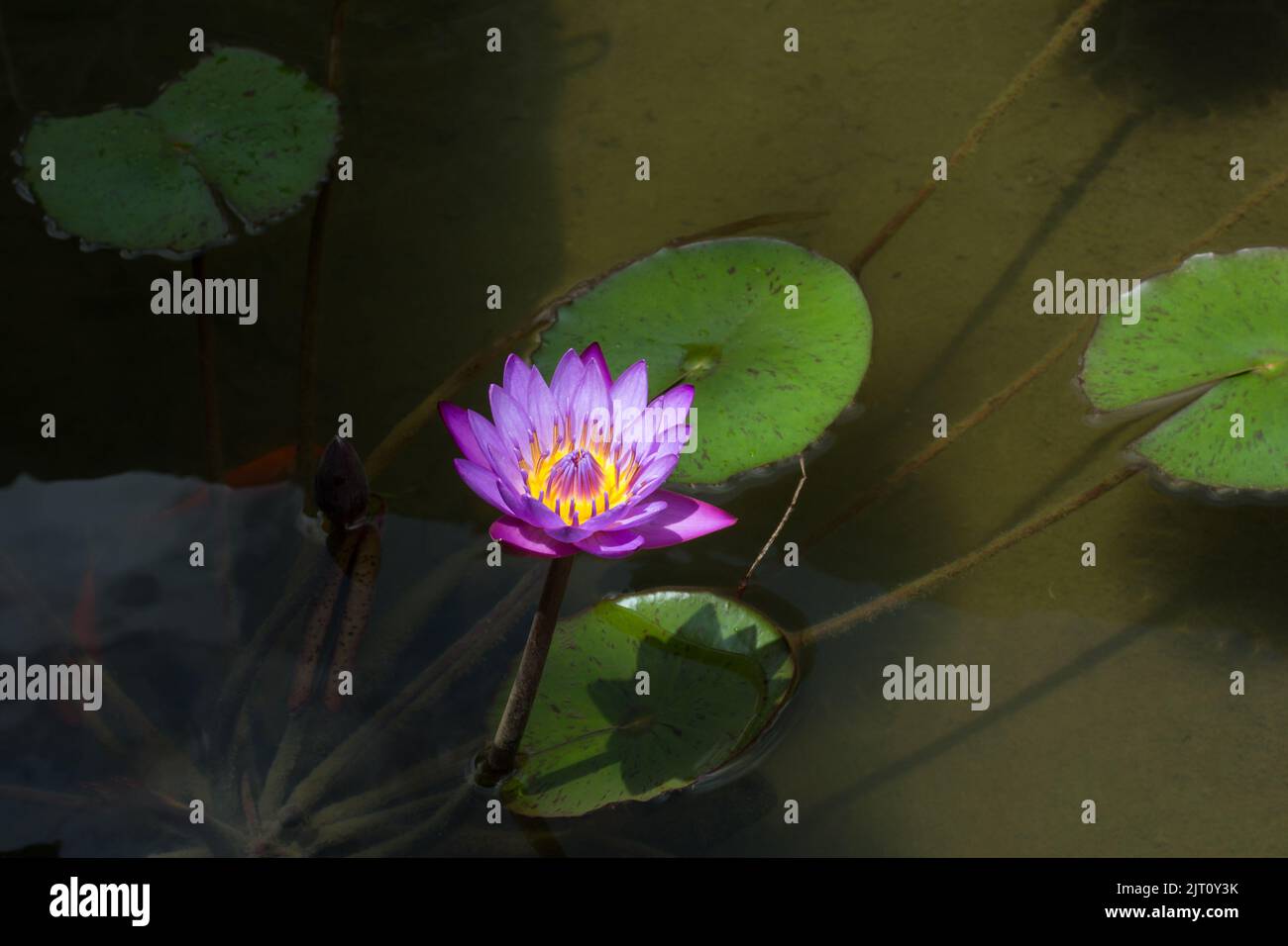 isolated blue water lily in wetland, nymphaea nouchali, beautiful